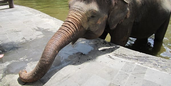A medium close up of an Indian elephant's long trunk stretching across wet concrete